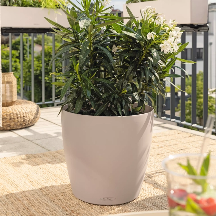 CLASSICO Color 50 white (5).webp