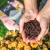 TERRAPON Plant Substrate 12 liter.webp