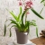 ORCHIDEA taupe matt (1).jpg