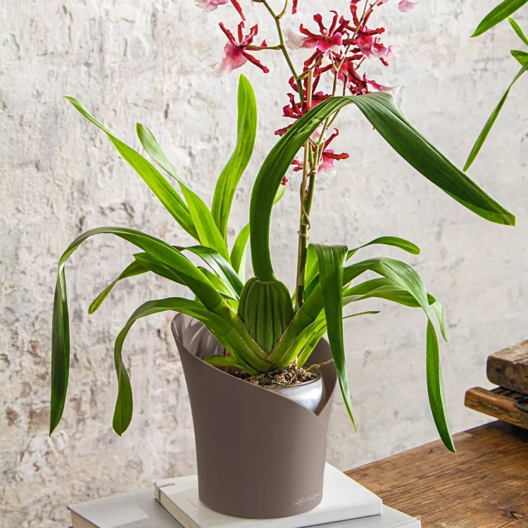 ORCHIDEA taupe matt (1).jpg
