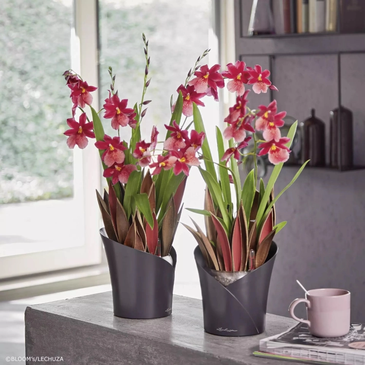 ORCHIDEA taupe matt (3).jpg