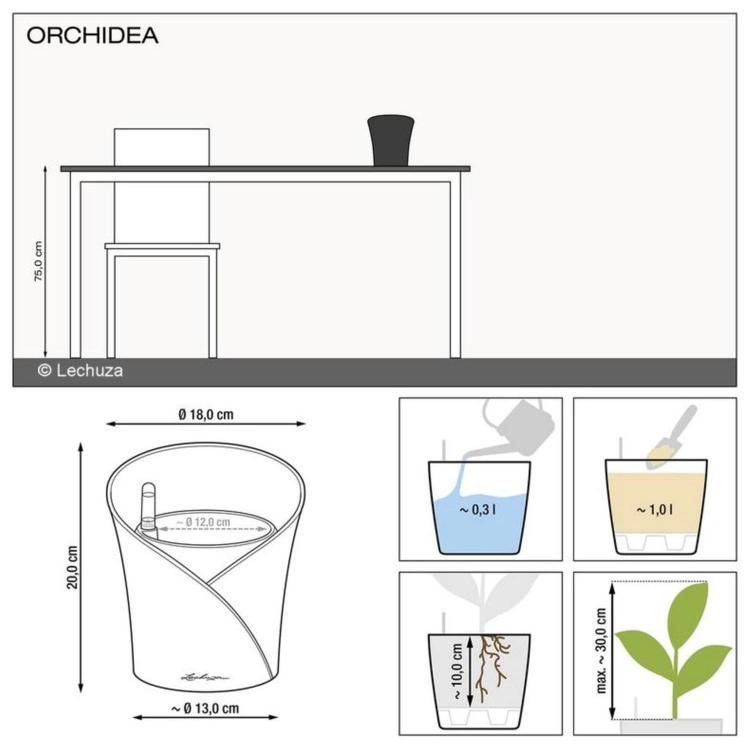 orchideamae_01.jpg