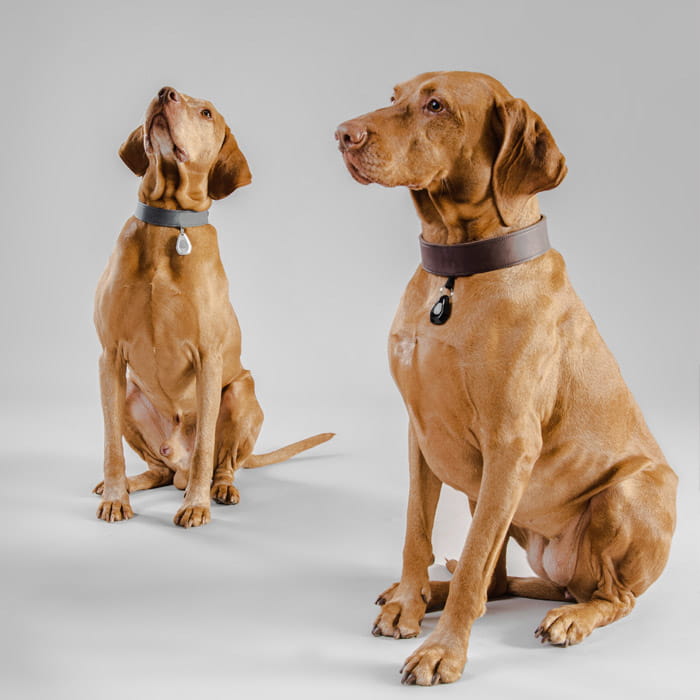 pet1.jpg