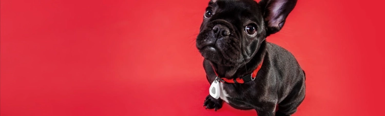 pet2.jpeg