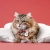 pet2.jpg