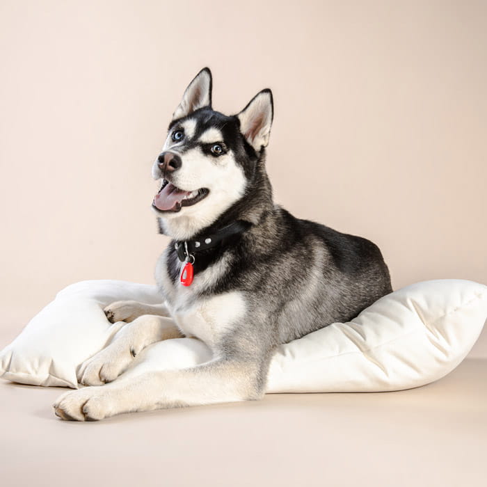 pet3.jpg