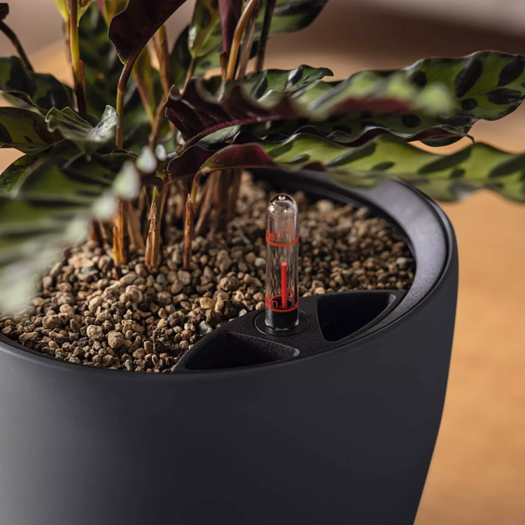 6.webp