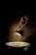 muscade_copie_1200.webp