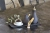 2a.webp
